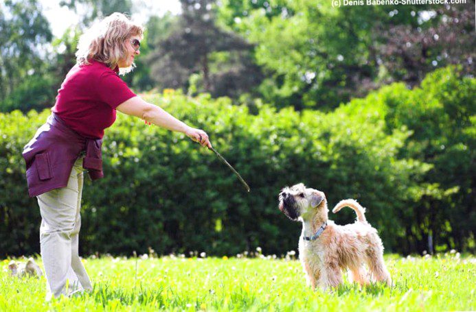 5 Things about which a future dog owner should inform himself in advance
