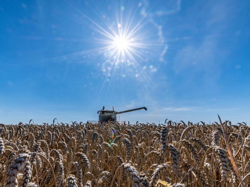 Farmers expect poorer grain harvest due to heat